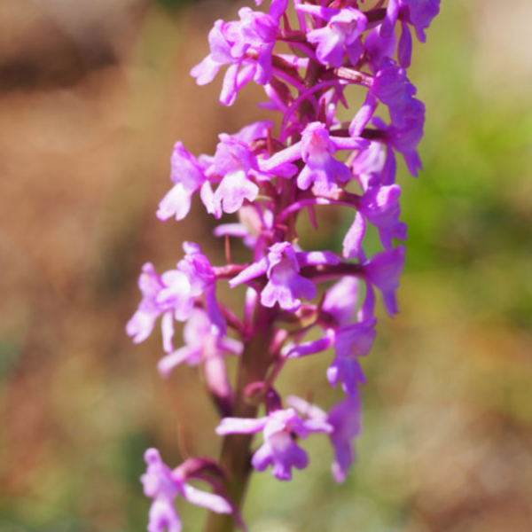 Gymnadenia conopsea